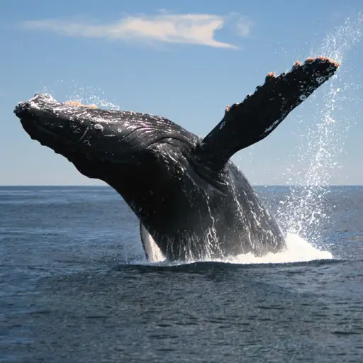 Hermanus Whale Watching Tour
